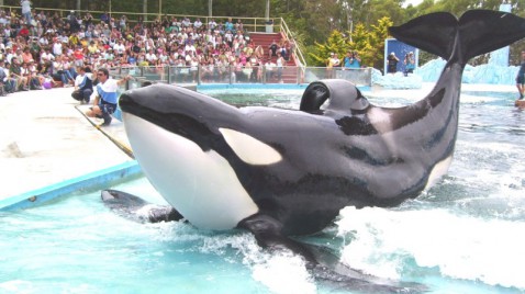 La libertad llegó con la muerte: el fin de la agonía de Kshamenk