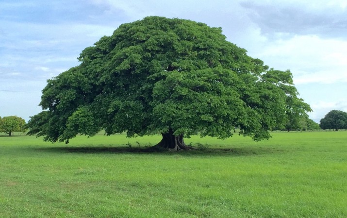 Uno a uno, éstos son los árboles y palmas emblemáticos de América - Carbono  News