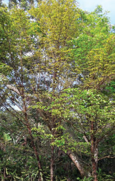 Uno a uno, éstos son los árboles y palmas emblemáticos de América - Carbono  News