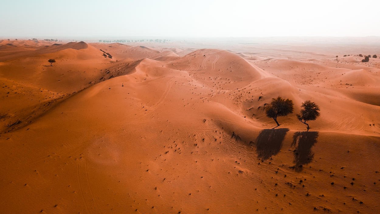 Descubren que el desierto de Sahara está lleno de árboles 