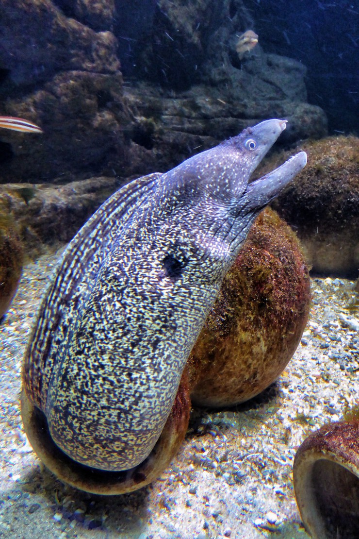 La relación entre los tiburones y las morenas amenaza la salud de los  arrecifes del Caribe - Carbono News