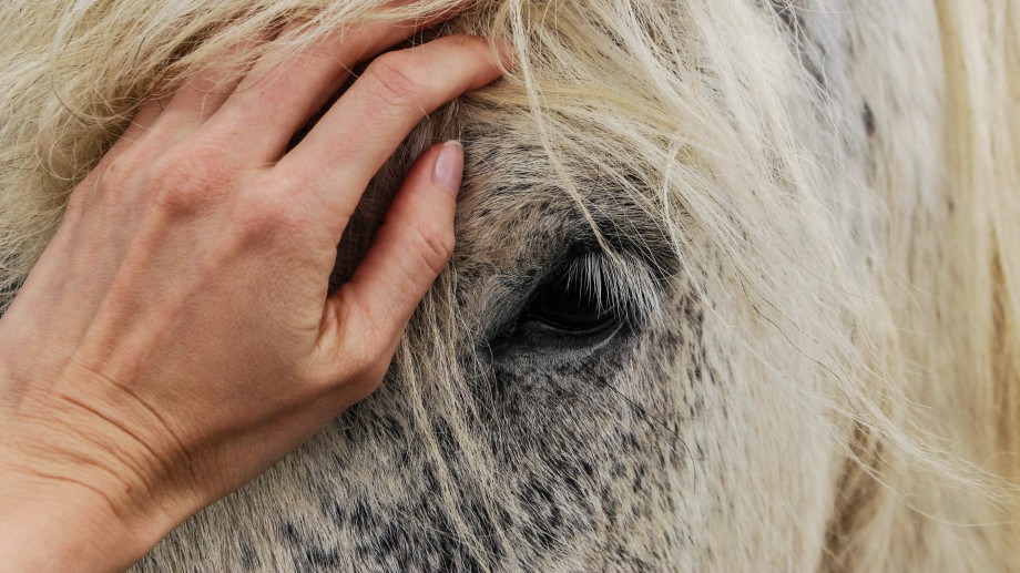 Cuál es la diferencia entre vegano y cruelty free? Qué tenés que saber al  leer una etiqueta - Carbono News