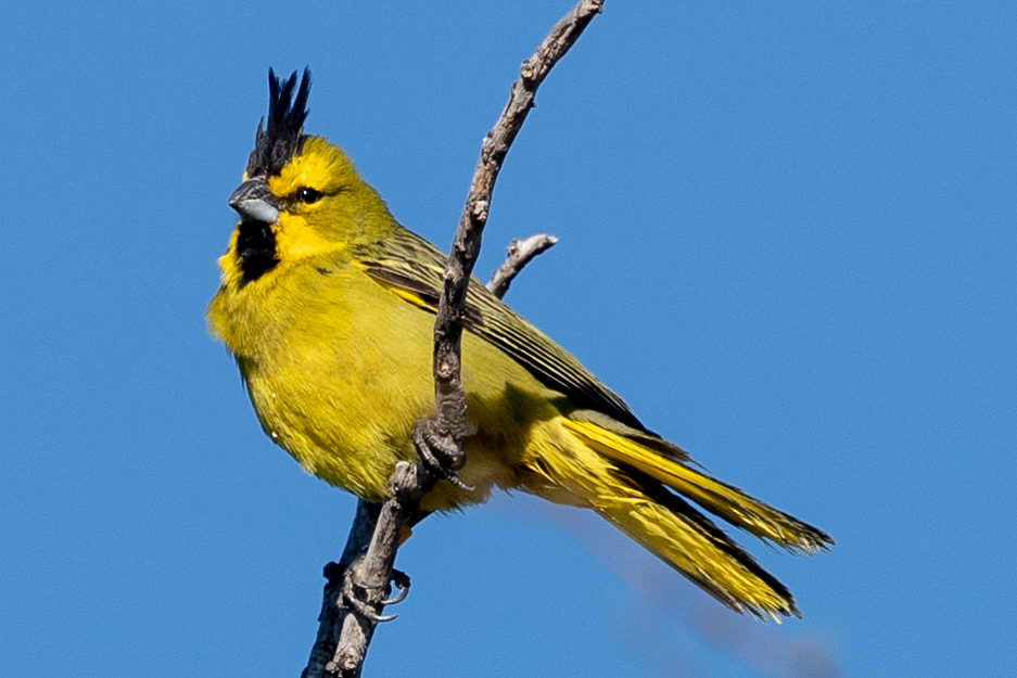 Cardenales Amarillos Venta