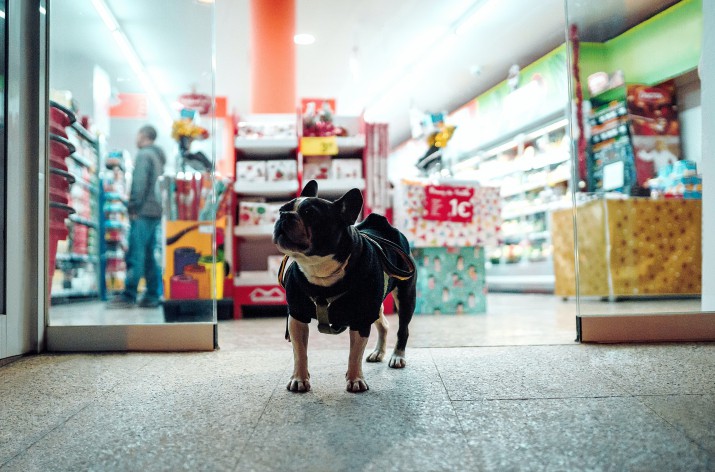 En Francia se prohibió la venta de perros y gatos en tiendas - PlayGround