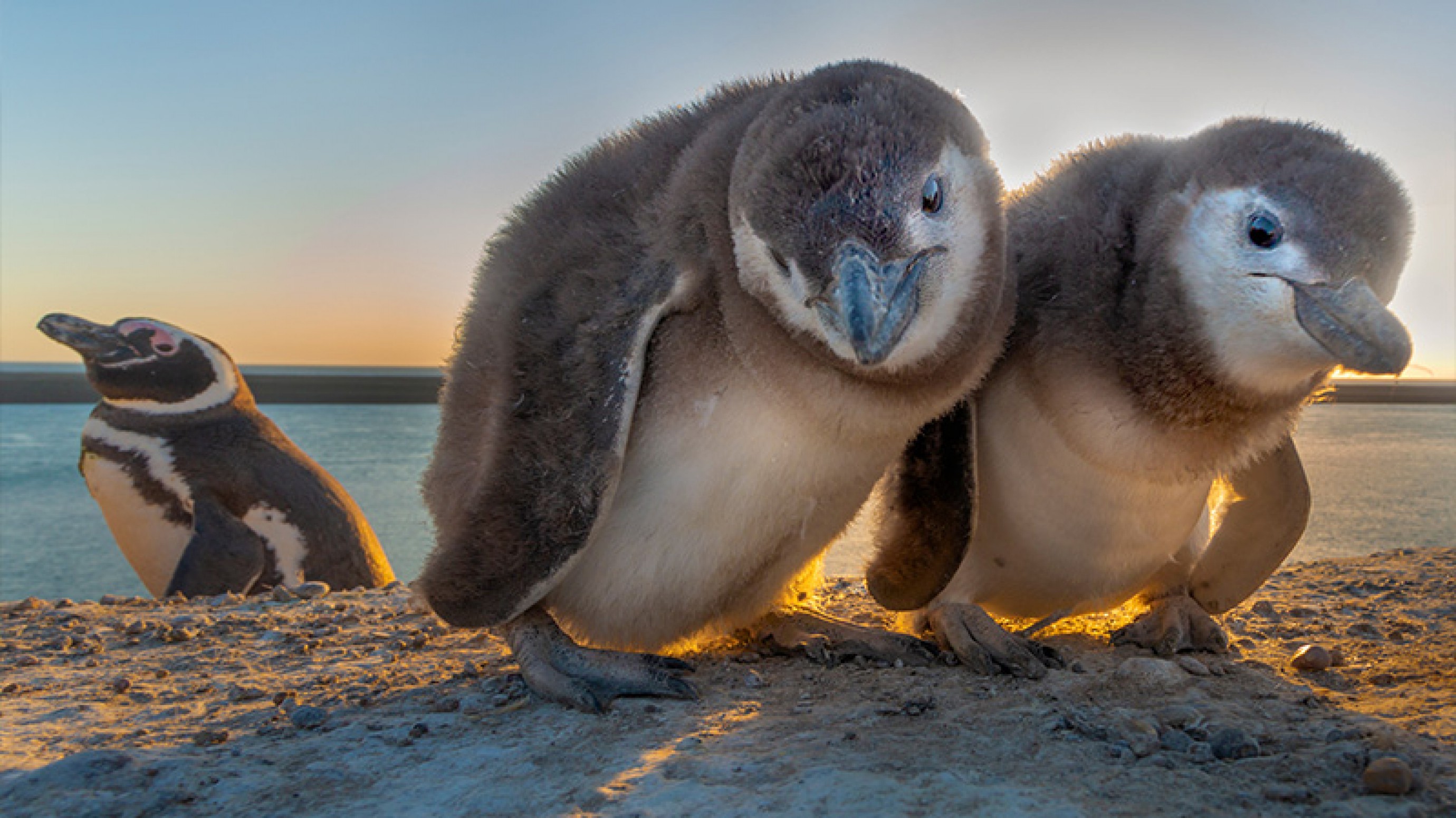 Pingüinos En Argentina Se Pueden Observar Casi La Mitad De Las