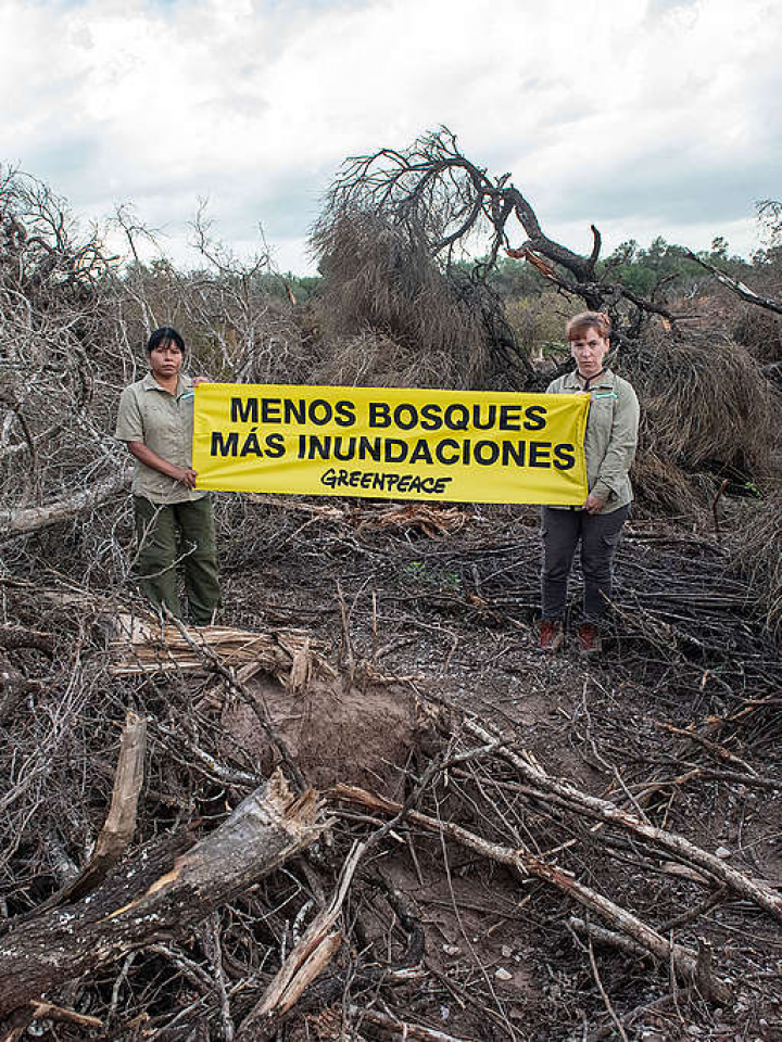 Greenpeace lanz una consulta popular sobre deforestaci n