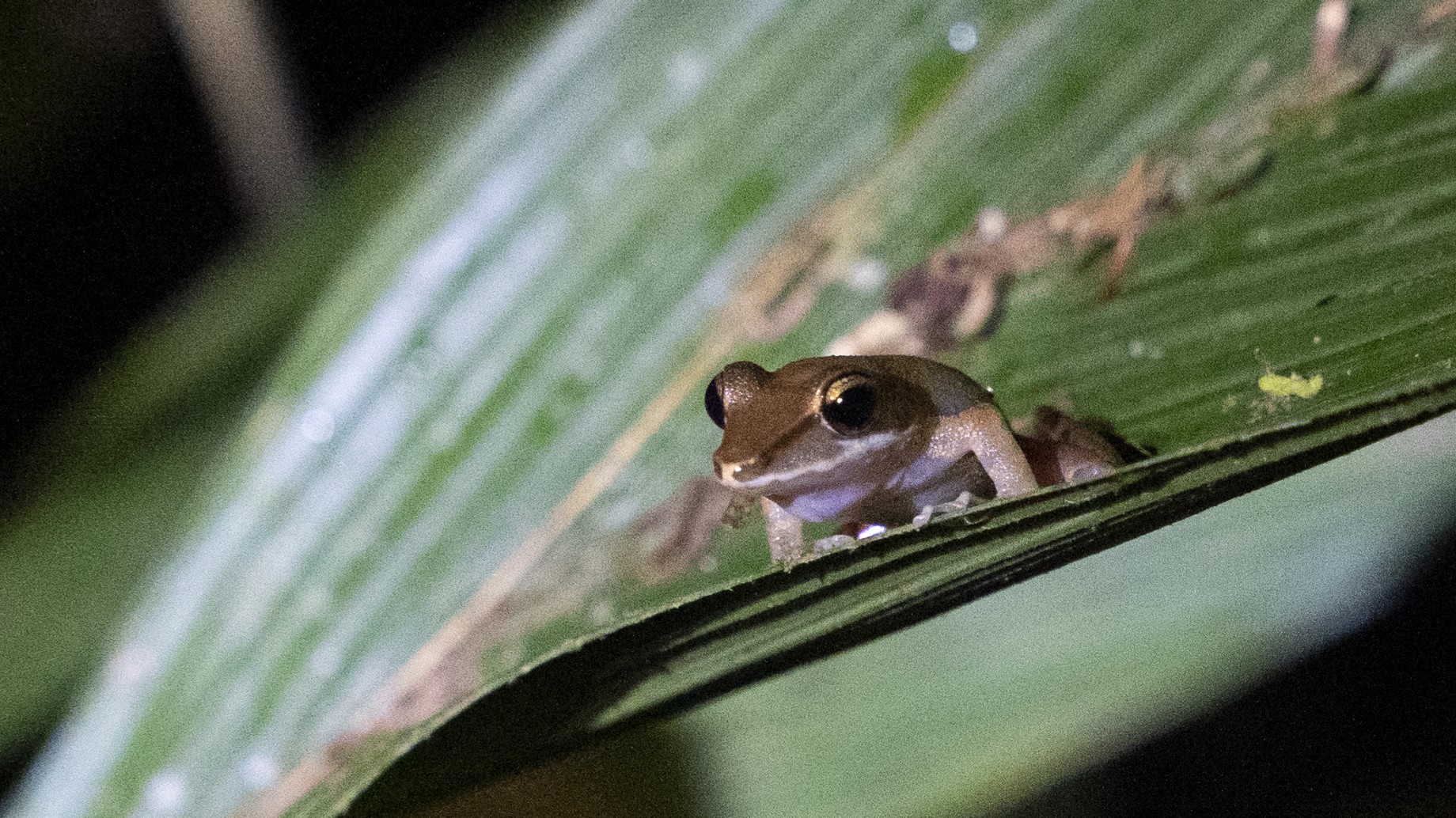 Agujeros en el tapiz de la vida
