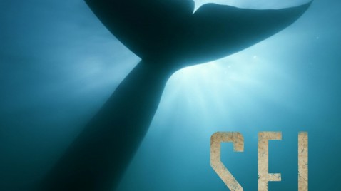 Se estrenó el documental SEI, la ballena desconocida, en la sede del CONICET