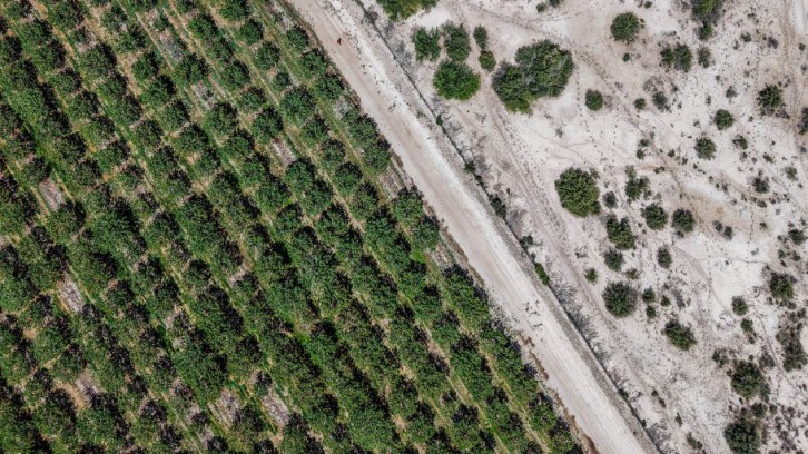 El auge del pistacho en Argentina choca con la crisis del agua