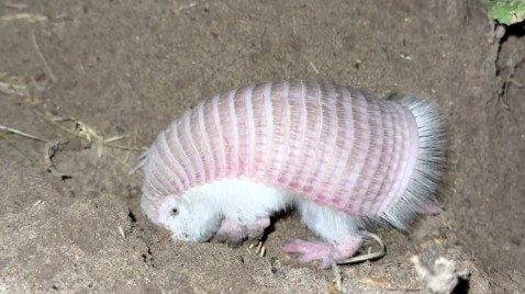 El Pichiciego en Ñacuñán: Un recordatorio de la fragilidad y resiliencia de nuestra fauna