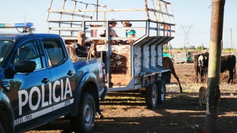 Crueldad extrema, acuíferos contaminados y una bomba de tiempo sanitaria: el costo real de la carne sin control