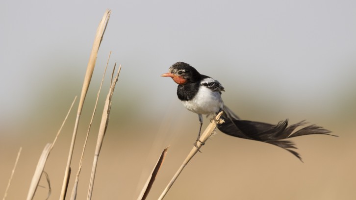 Productores, científicos y organizaciones impulsan la conservación de los pastizales del Aguapey
