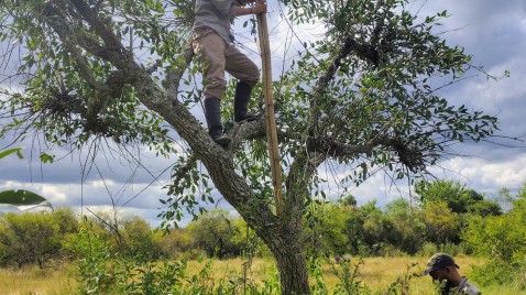 Entre Ríos: colocan transmisores GPS para estudiar un ave en peligro de extinción